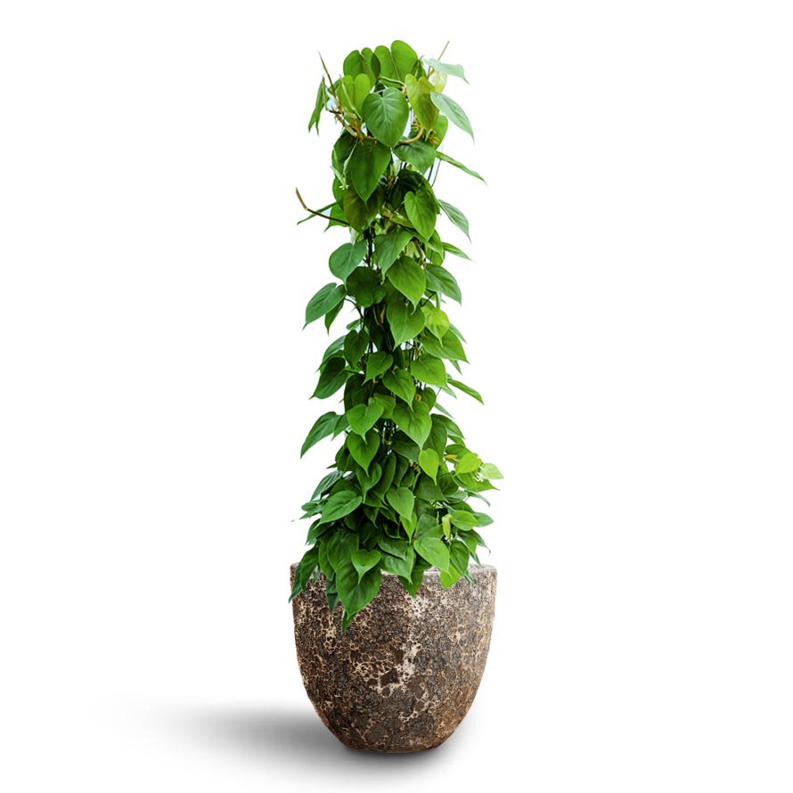 philodendron hydroculture Philodendron scandens Column Hydro Plants - Easy Care | Hortology