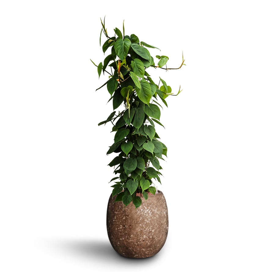 Philodendron scandens - Column - Hydroculture & Plain Polystone Balloon Planter Rock