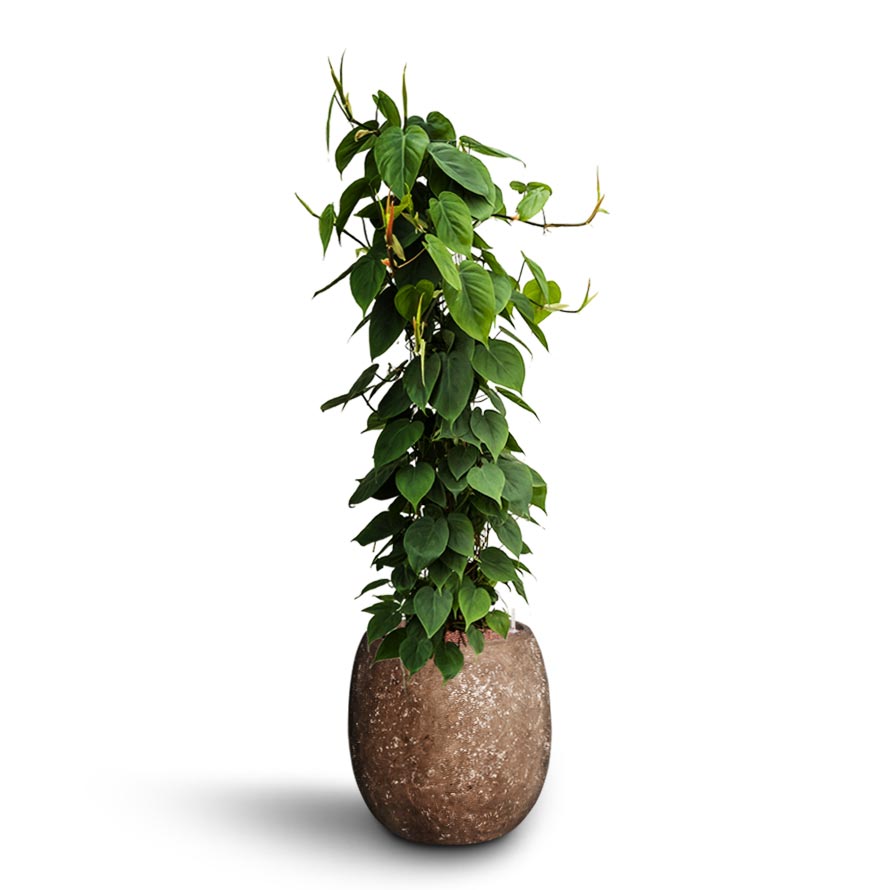 Philodendron scandens - Column - Hydroculture Polystone Coated Plain Balloon Planter - Rock