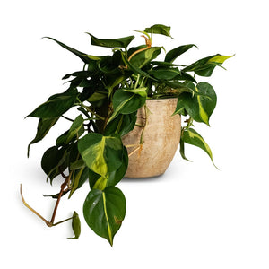 Philodendron scandens Brasil - Sweetheart Plant Houseplant & Emmy Plant Pot - Camel