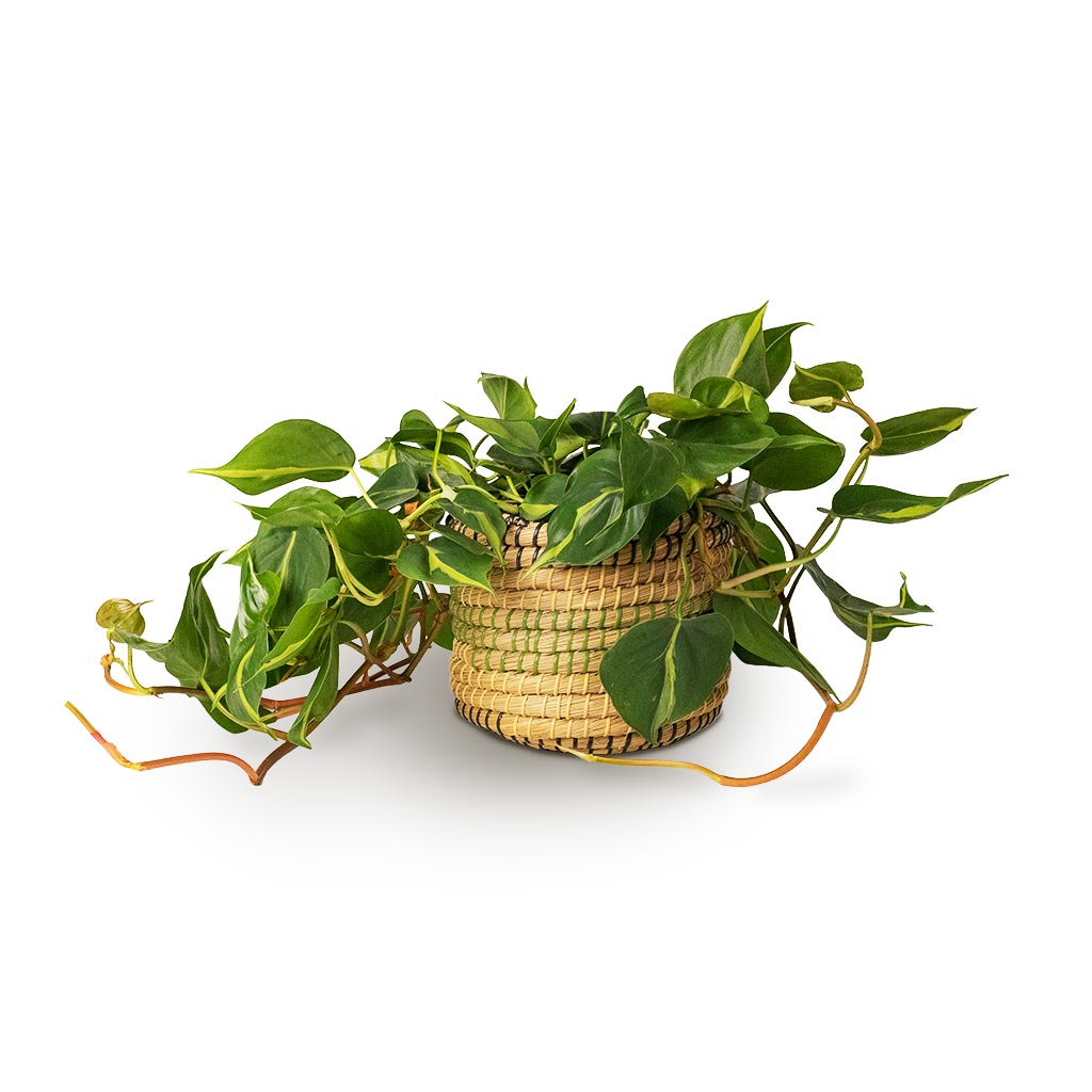 Philodendron scandens Brasil - Sweetheart Plant & Jane Plant Basket