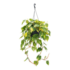 Philodendron scandens Brasil Sweetheart Plant Large