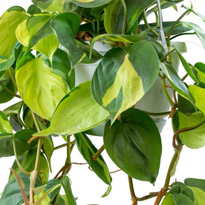 Philodendron scandens Brasil - Sweetheart Plant Leaves