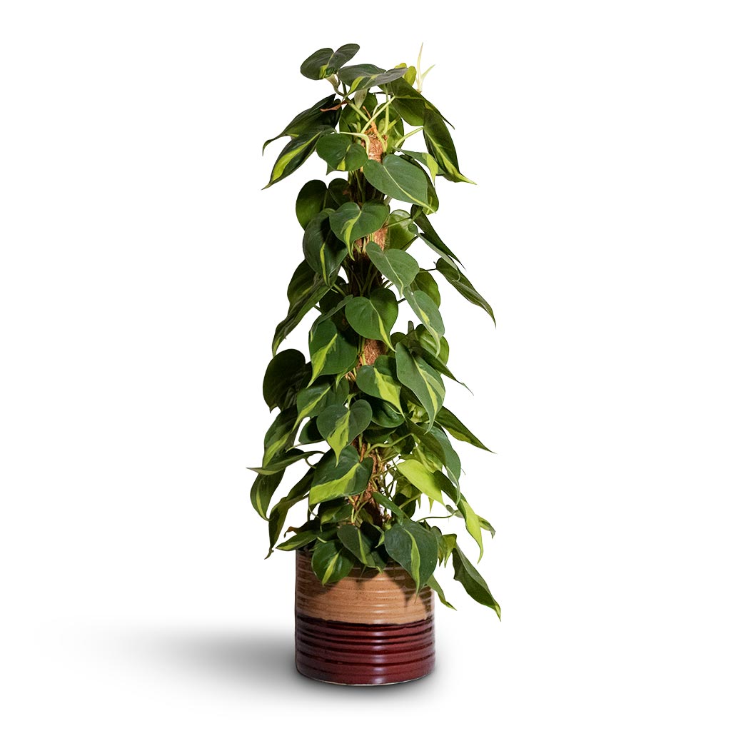 Philodendron scandens Brasil - Sweetheart Plant - Moss Pole &amp; Didi Plant Pot - Rustic Red Dip