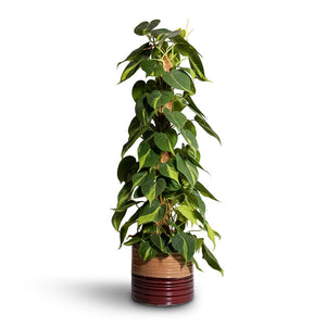 Philodendron scandens Brasil - Sweetheart Plant - Moss Pole & Didi Plant Pot - Rustic Red Dip