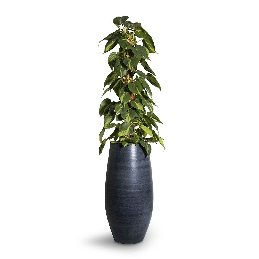 Philodendron scandens Brasil - Sweetheart Plant - Moss Pole & Esra Tall Plant Vase - Graphite