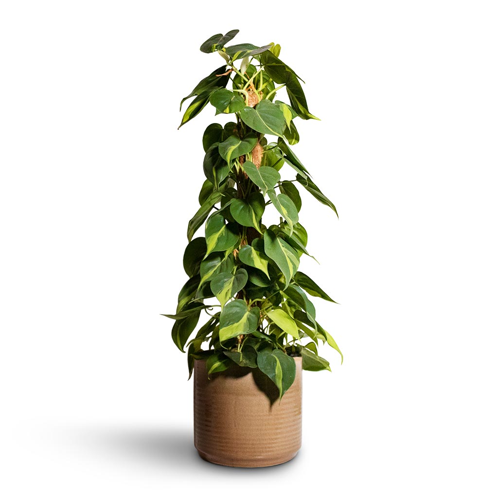 Philodendron scandens Brasil - Sweetheart Plant - Moss Pole & Jordy Plant Pot - Pebble