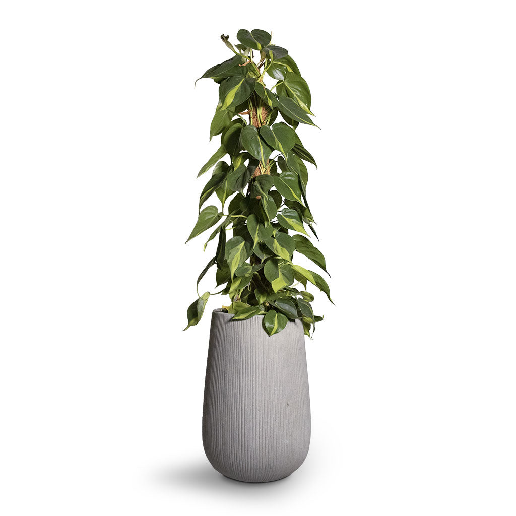 Philodendron scandens Brasil - Sweetheart Plant - Moss Pole - 17 x 80cm Patt High Plant Vase - Ridged Cement - 29 x 43cm