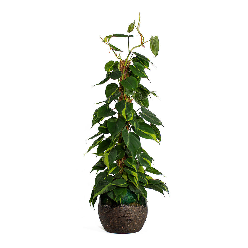 Philodendron scandens Brasil Sweetheart Plant Moss Pole with Lindy Plant Pot Black Green