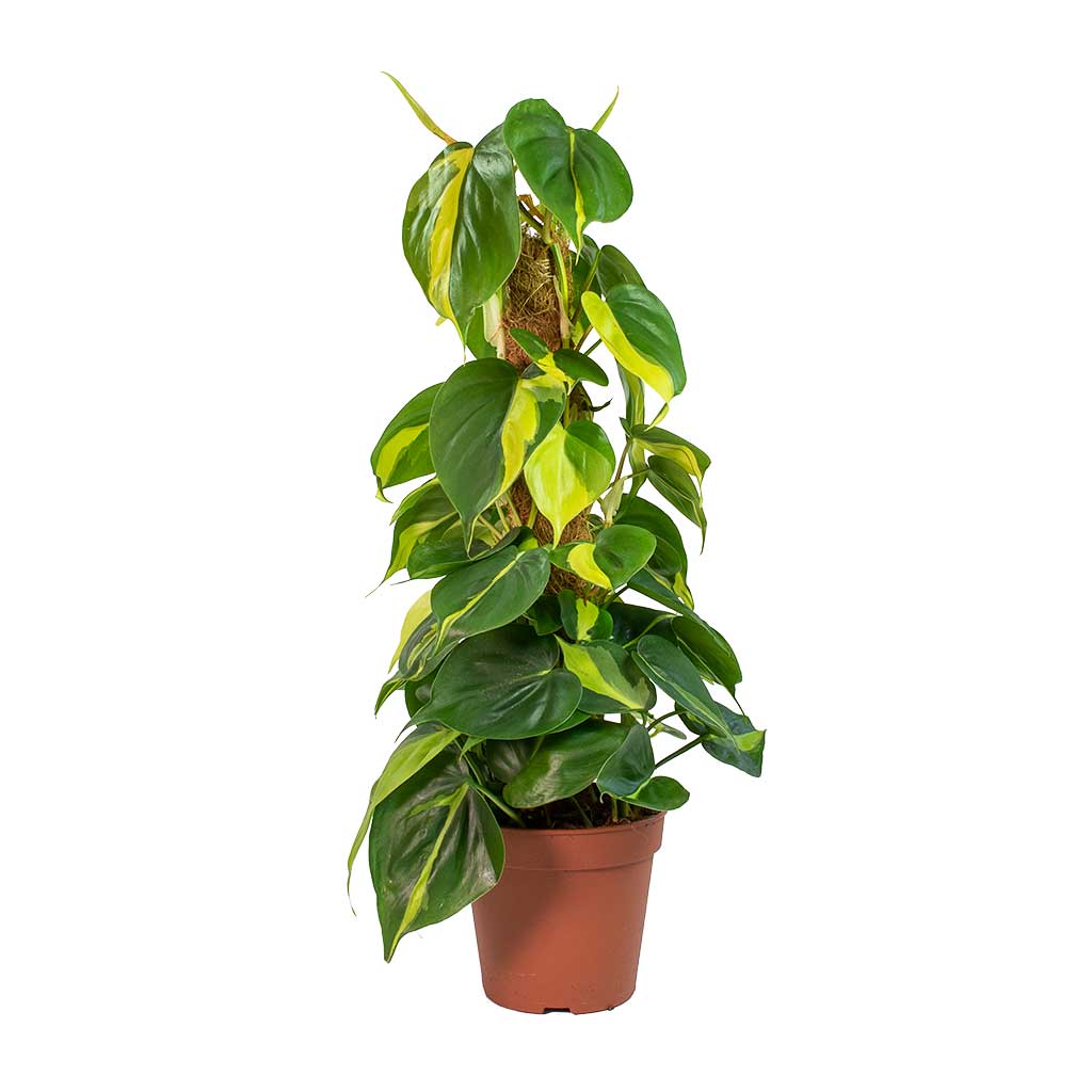 philodendron brasil moss pole Philodendron Brasil - Sweetheart Plant - Moss Pole | Hortology
