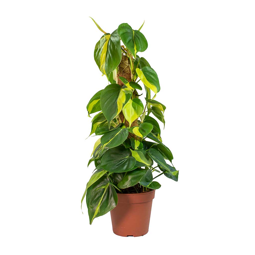 Philodendron scandens Brasil - Sweetheart Plant - Moss Pole
