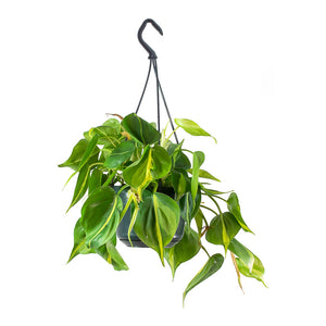 Philodendron scandens Brasil Sweetheart Plant - Small