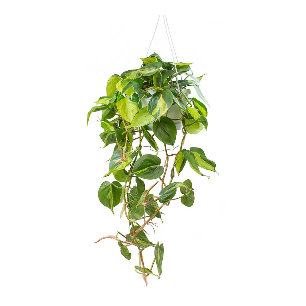 Philodendron scandens Brasil - Sweetheart Plant | Hortology