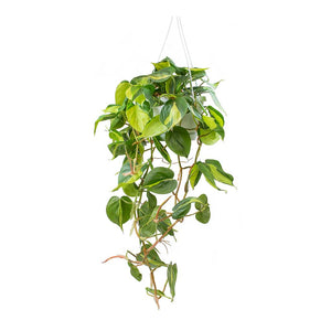 Philodendron scandens Brasil - Sweetheart Plant