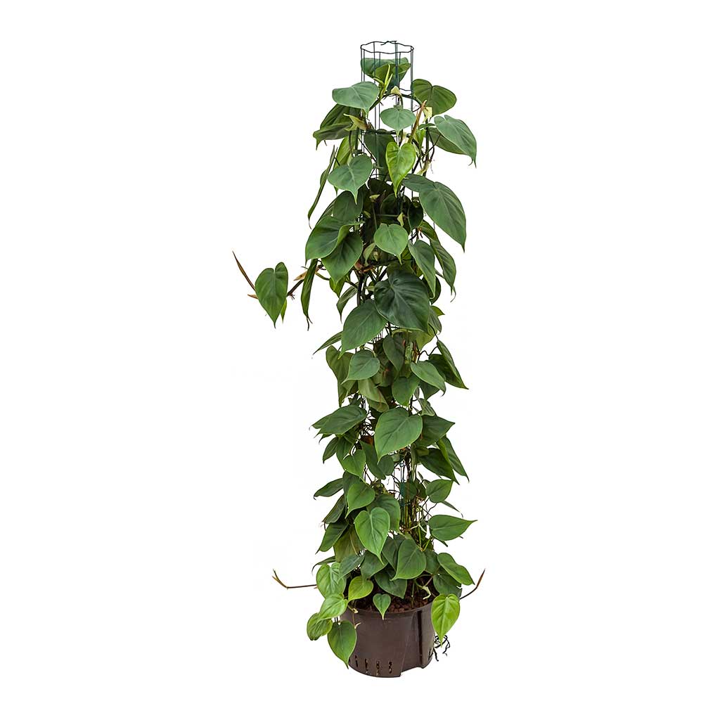 Philodendron scandens Column Hydro Plants - Easy Care | Hortology