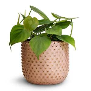 Philodendron scandens - Sweetheart Plant & Bolino Plant Pot - Pale Rose