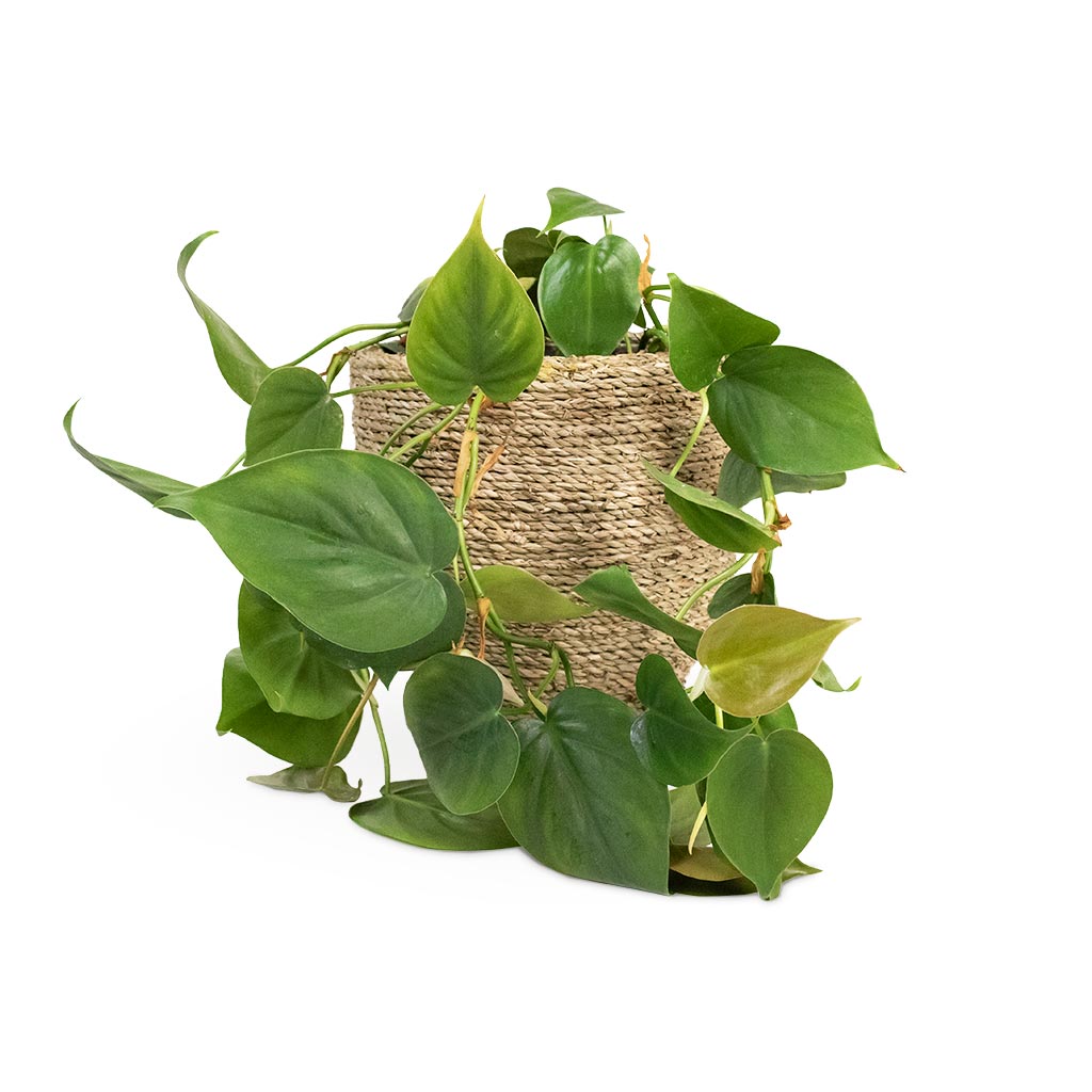 Philodendron scandens - Sweetheart Plant Houseplant & Cody Plant Pot - Straw Grass