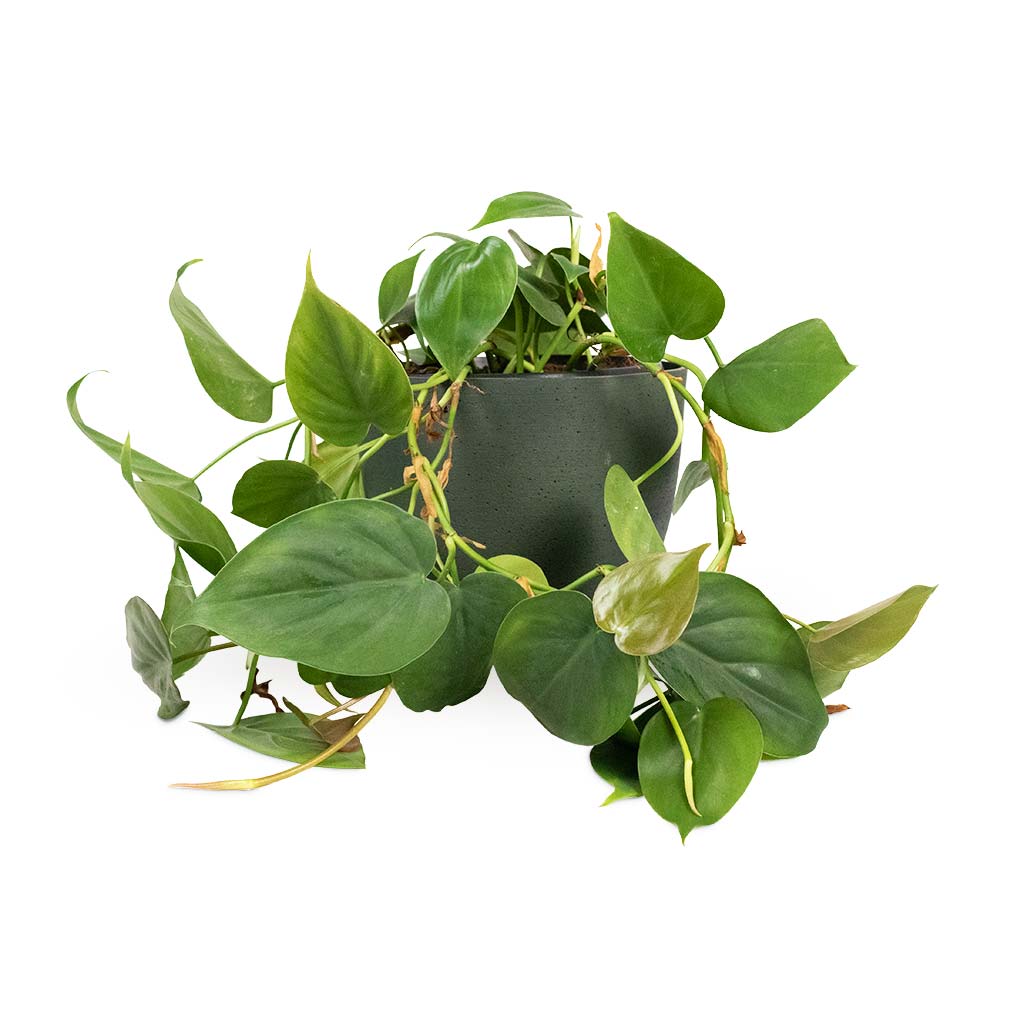 Philodendron scandens - Sweetheart Plant Houseplant & Coral Refined Planter - Pine Green