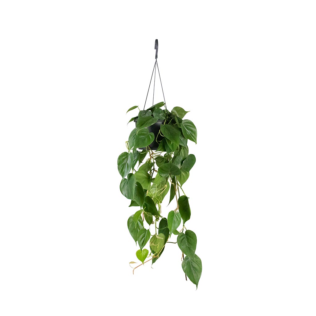 Philodendron scandens - Sweetheart Plant