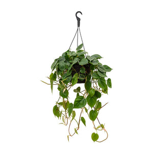 Philodendron scandens - Sweetheart Plant 28 x 50cm