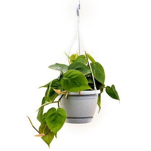 Philodendron scandens - Sweetheart Plant 40cm
