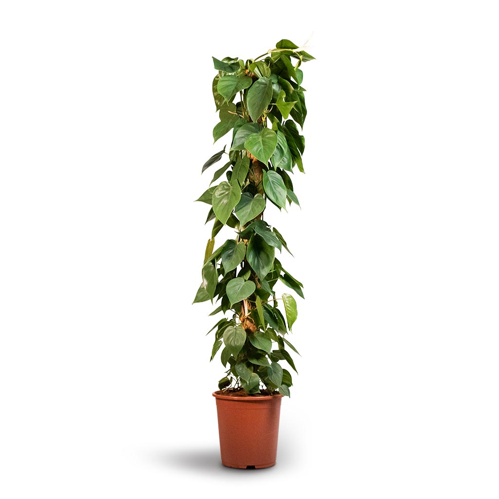 philodendron birkin moss pole Philodendron scandens - Sweetheart Plant - Moss Pole | Hortology