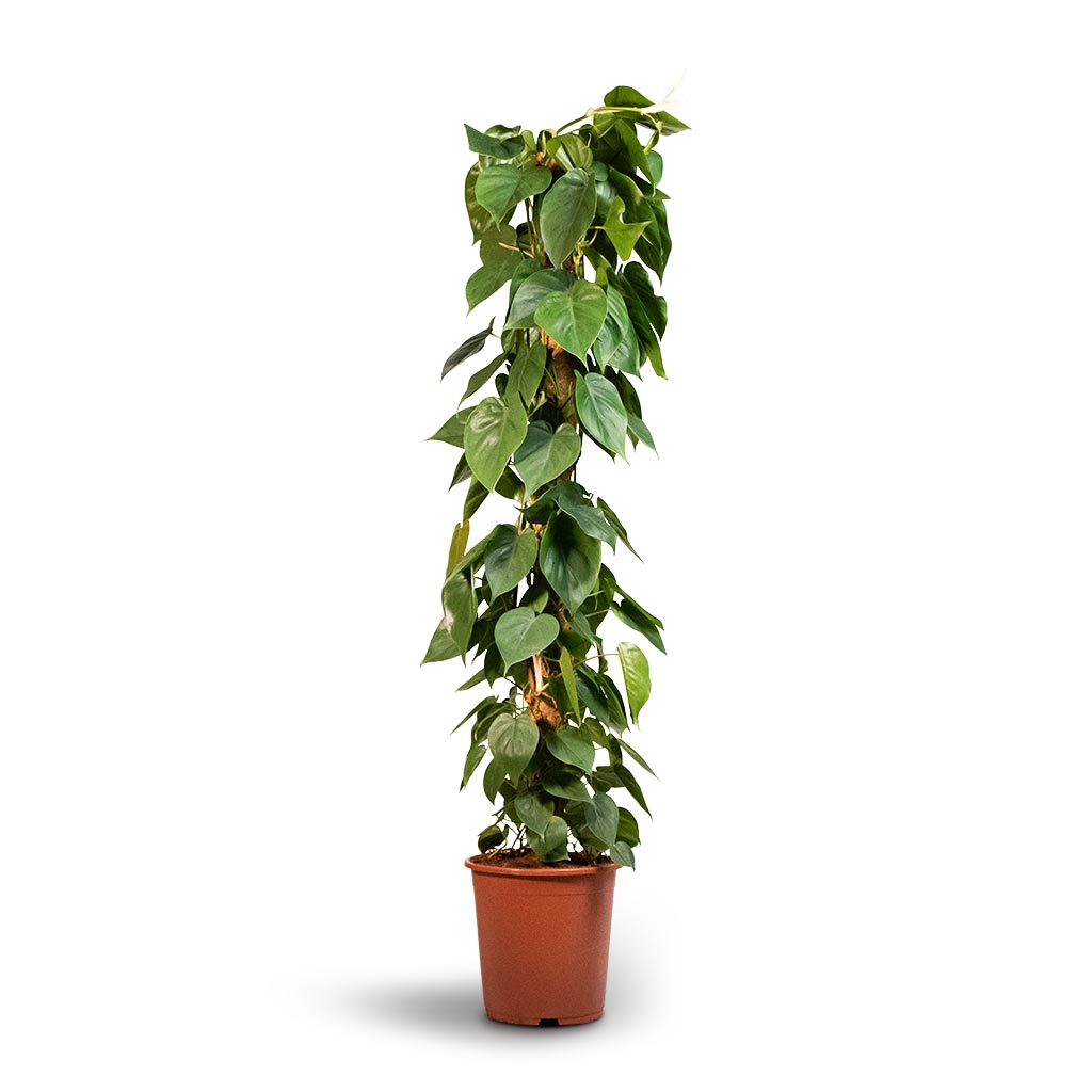 Philodendron scandens - Sweetheart Plant - Moss Pole 27 x 150cm