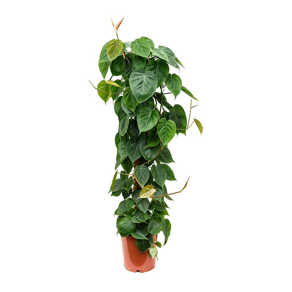 Philodendron scandens - Sweetheart Plant - Moss Pole | Hortology