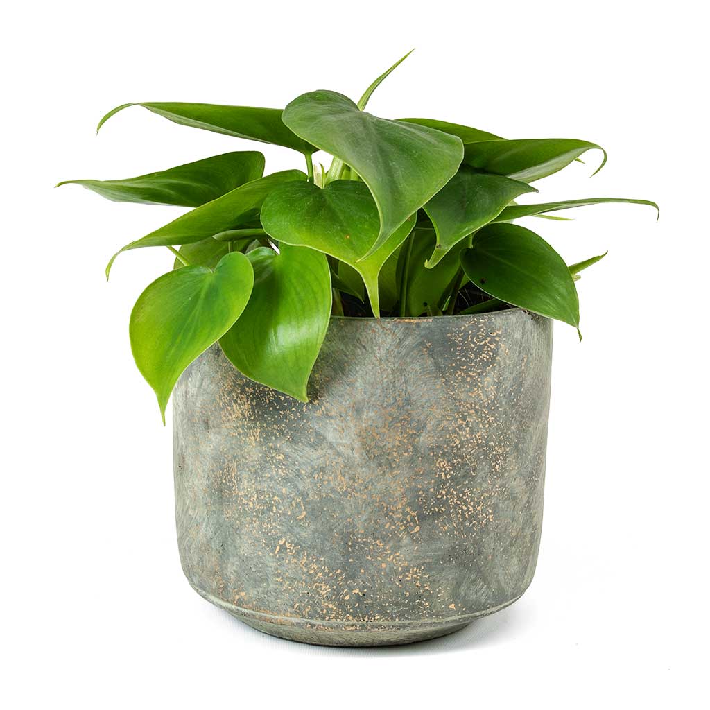 Philodendron scandens Sweetheart Plant &amp; Saar Plant Pot Earth Cement