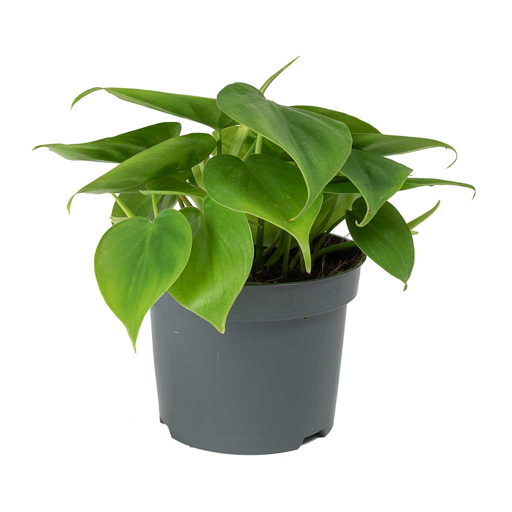 minimum temperature for philodendron Philodendron scandens Houseplants - Sweetheart Plant | Hortology