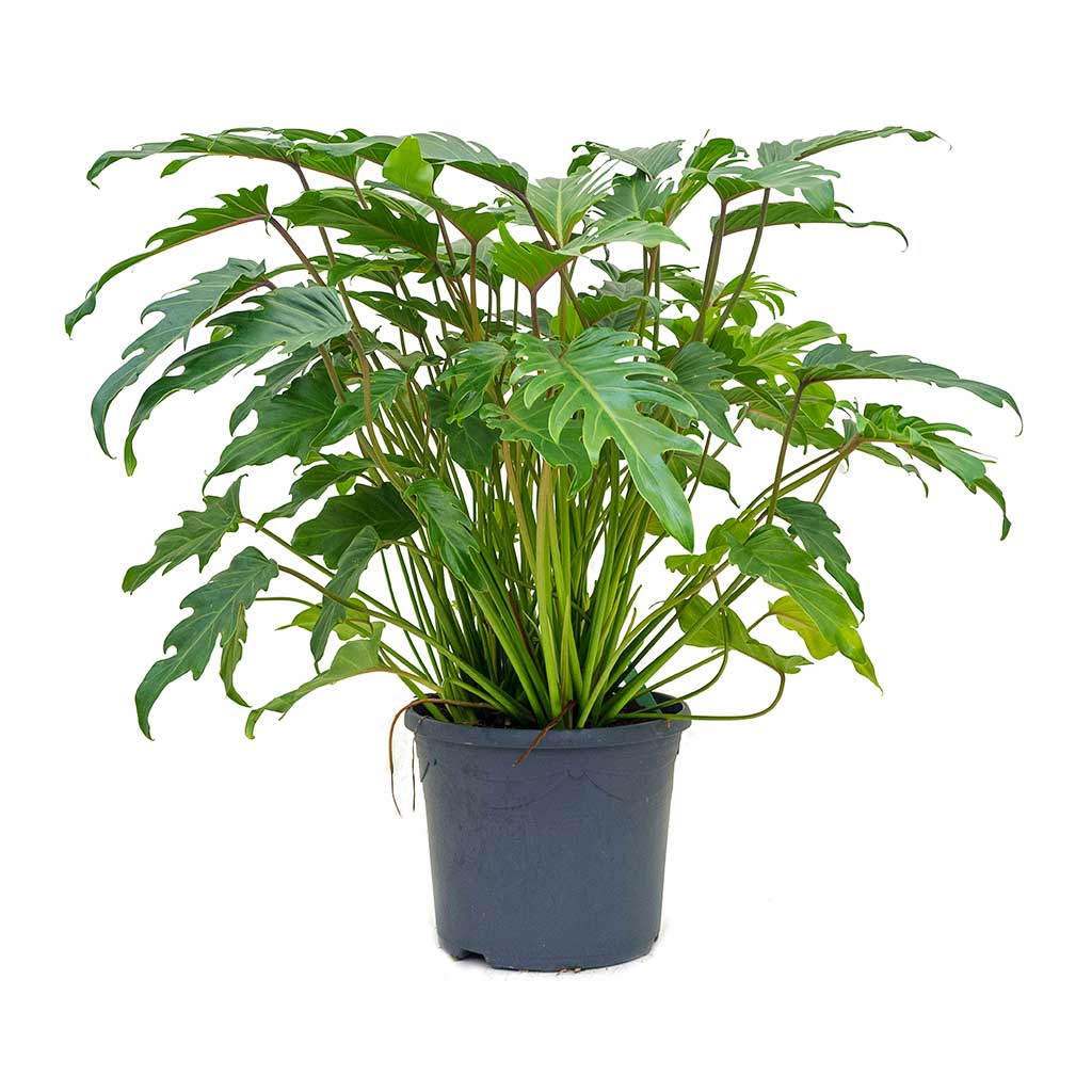 Philodendron xanadu 80cm