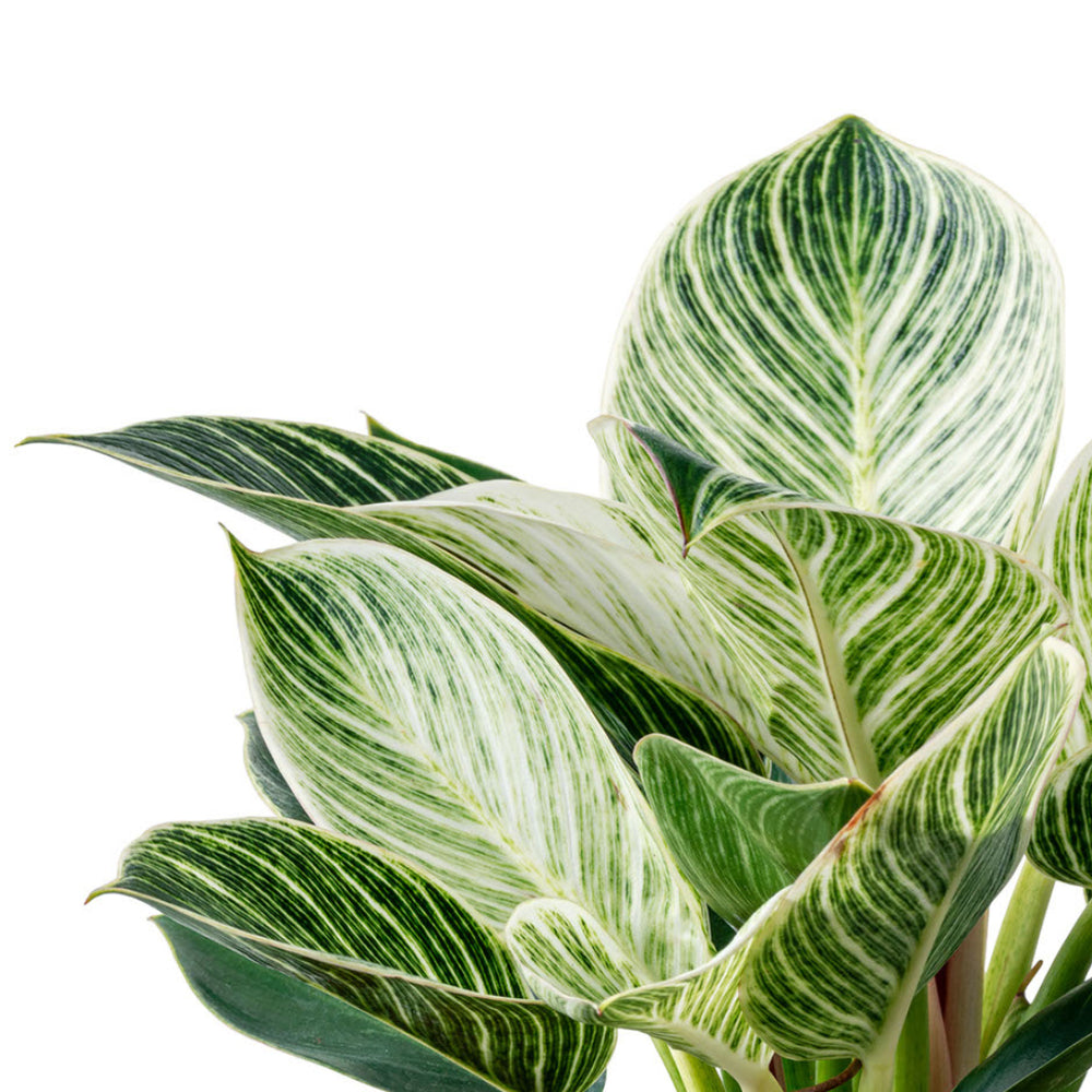 Philodendron White Wave - Quality Houseplants | Hortology - HORTOLOGY