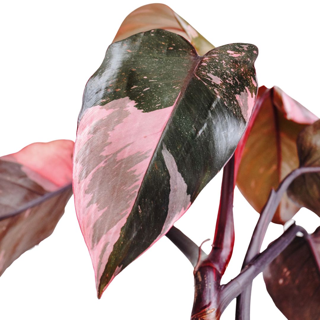 Products Philodendron erubescens Pink Princess Close Up