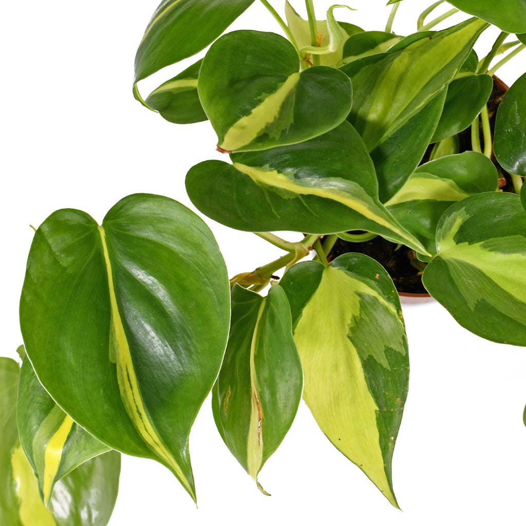 philodendron brasil temperature Philodendron scandens Brasil - Sweetheart Plant | Hortology