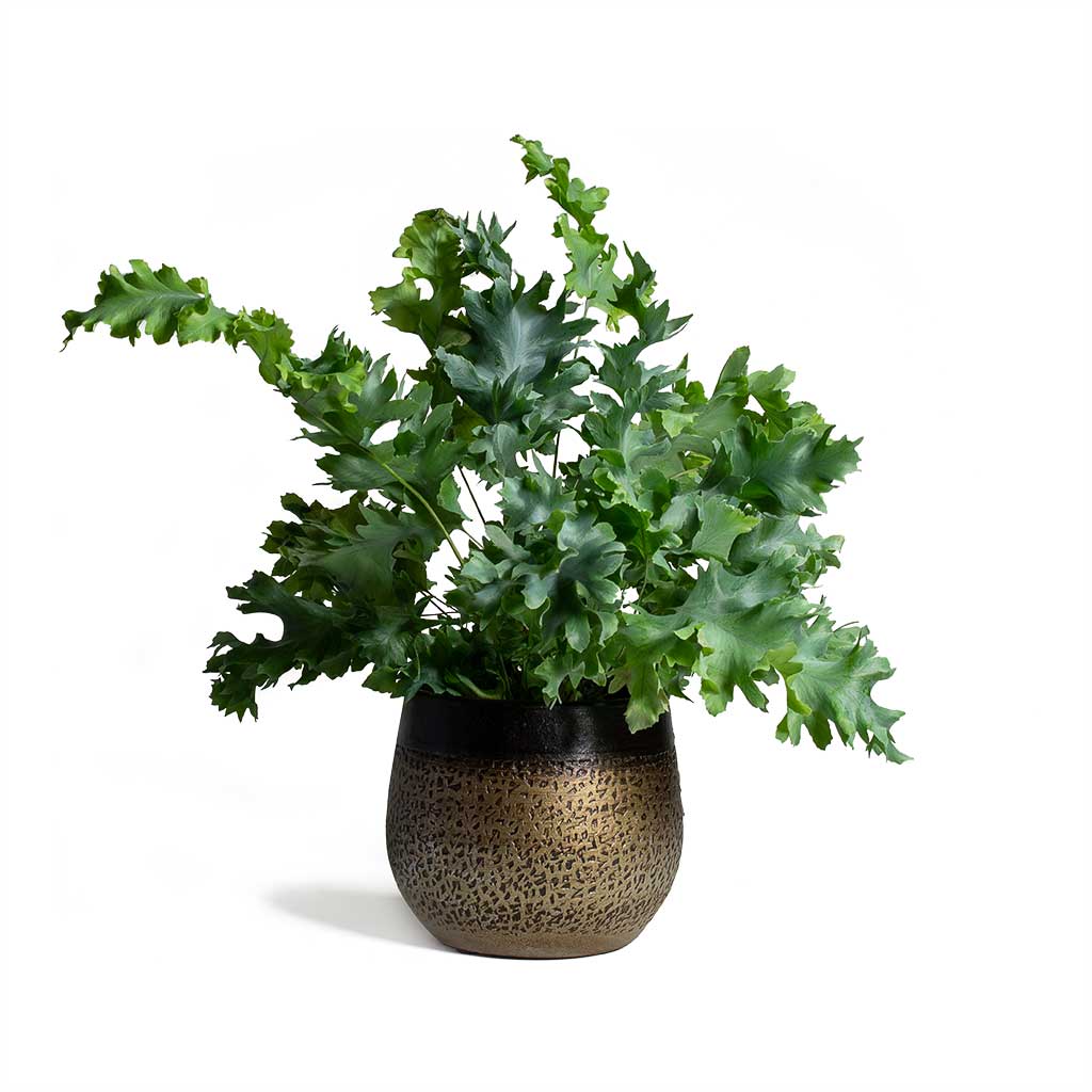 Phlebodium Blue Star - Blue Star Fern & Mya Plant Pot Deep Champagne