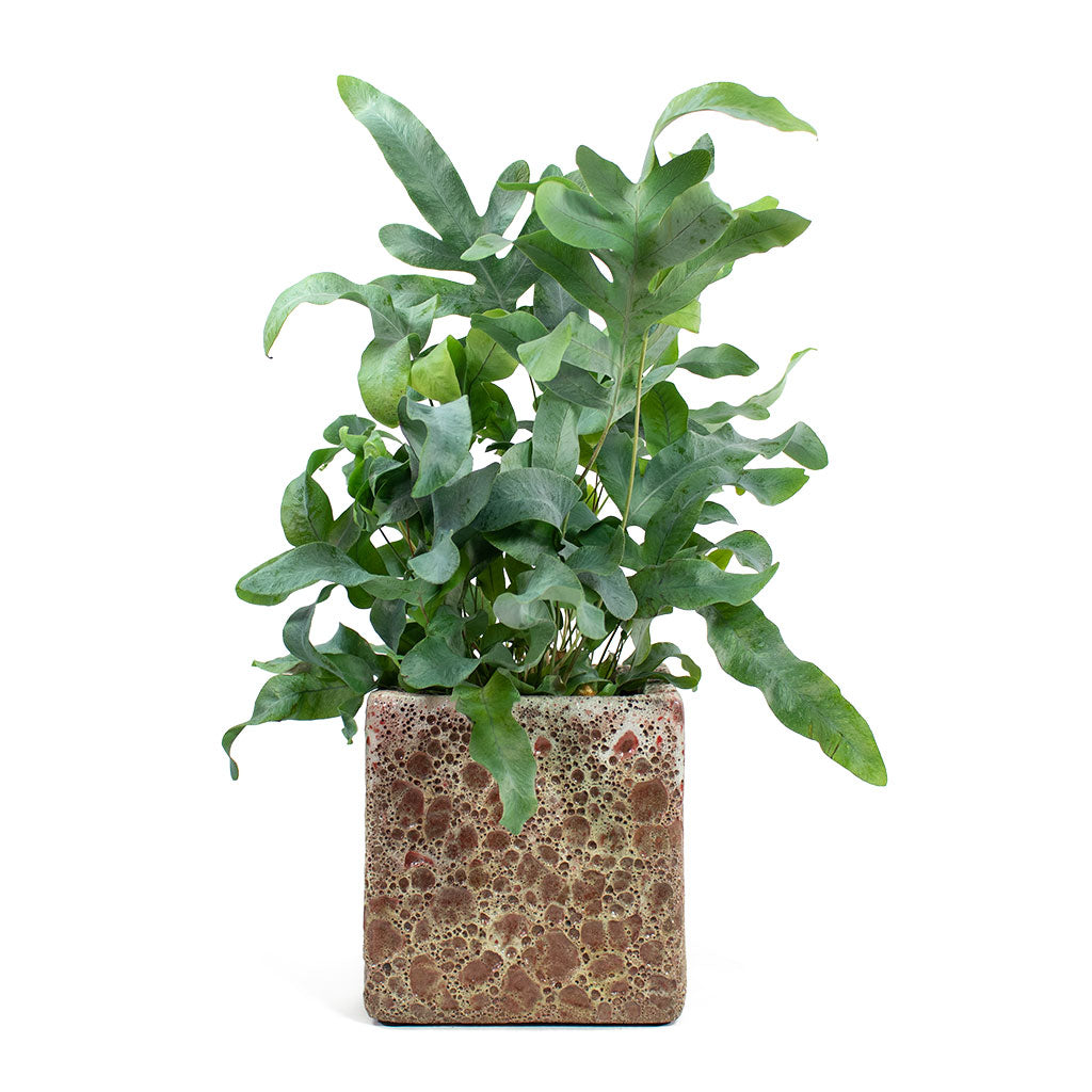 Phlebodium Blue Star Blue Star Fern with Lava Cube Relic Planter Pink