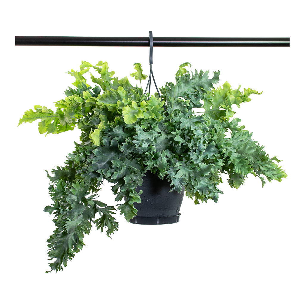 Phlebodium davana Blue Star Fern Hanging Plant