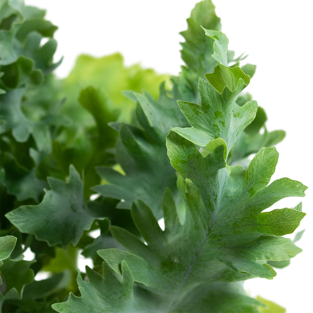 Phlebodium davana -20x55cm Artemis Mediterranean Planter Chalk White - 42.5x58cm 