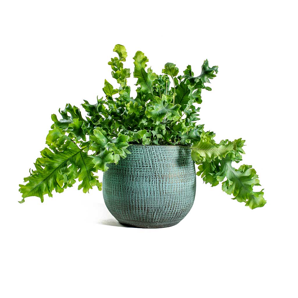 Phlebodium davana Blue Star Fern & Ryan Shiny Blue Plant Pot