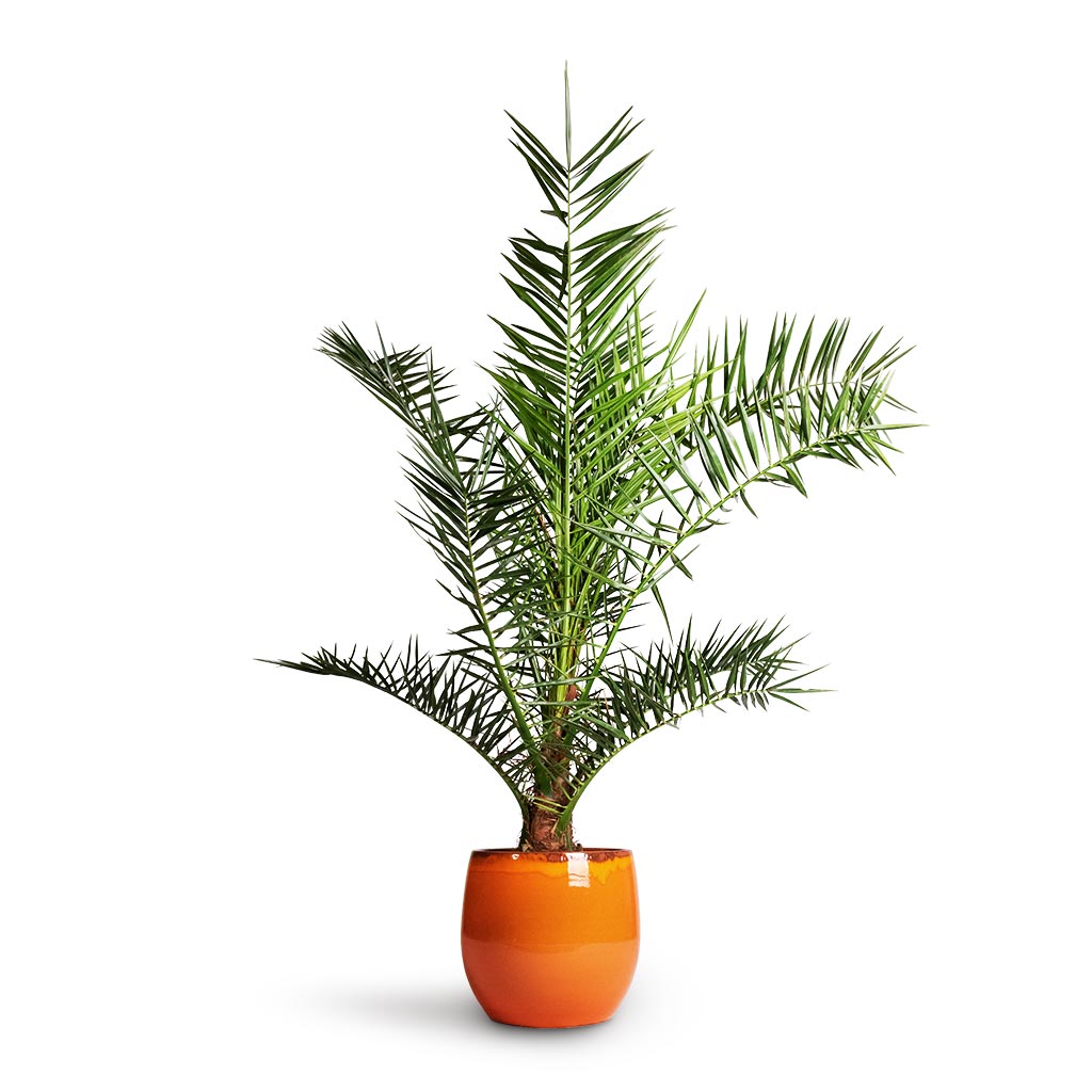 Phoenix Canariensis - Canary Island Date Palm &amp; Charlotte Plan Pot - Orange