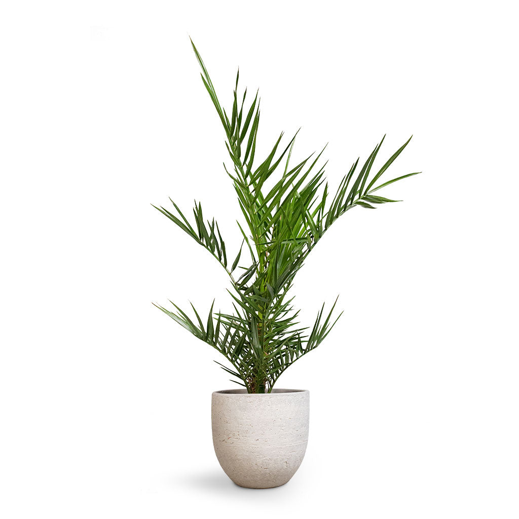 Phoenix canariensis - Canary Island Date Palm & Cas Plant Pot - Cool Grey