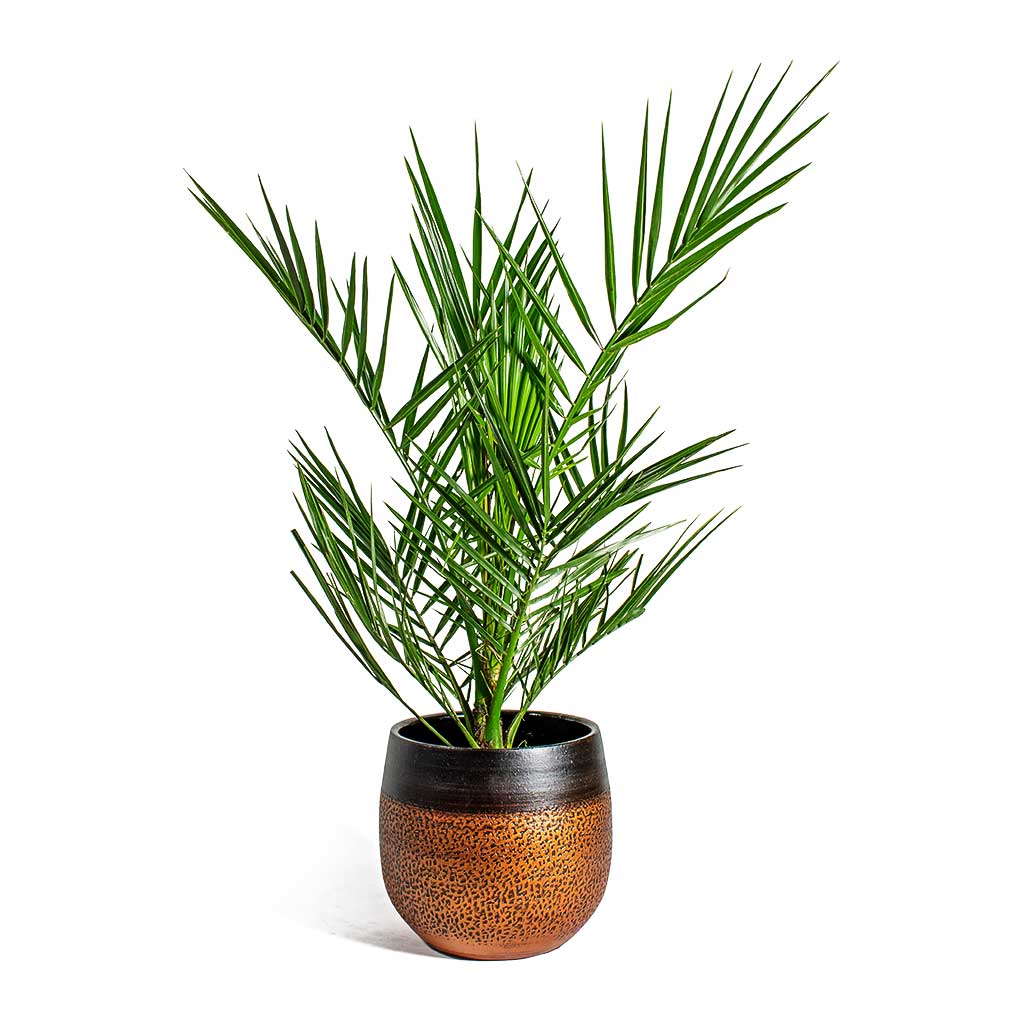 Phoenix canariensis Canary Island Date Palm & Mya Plant Pot - Shiny Mocha