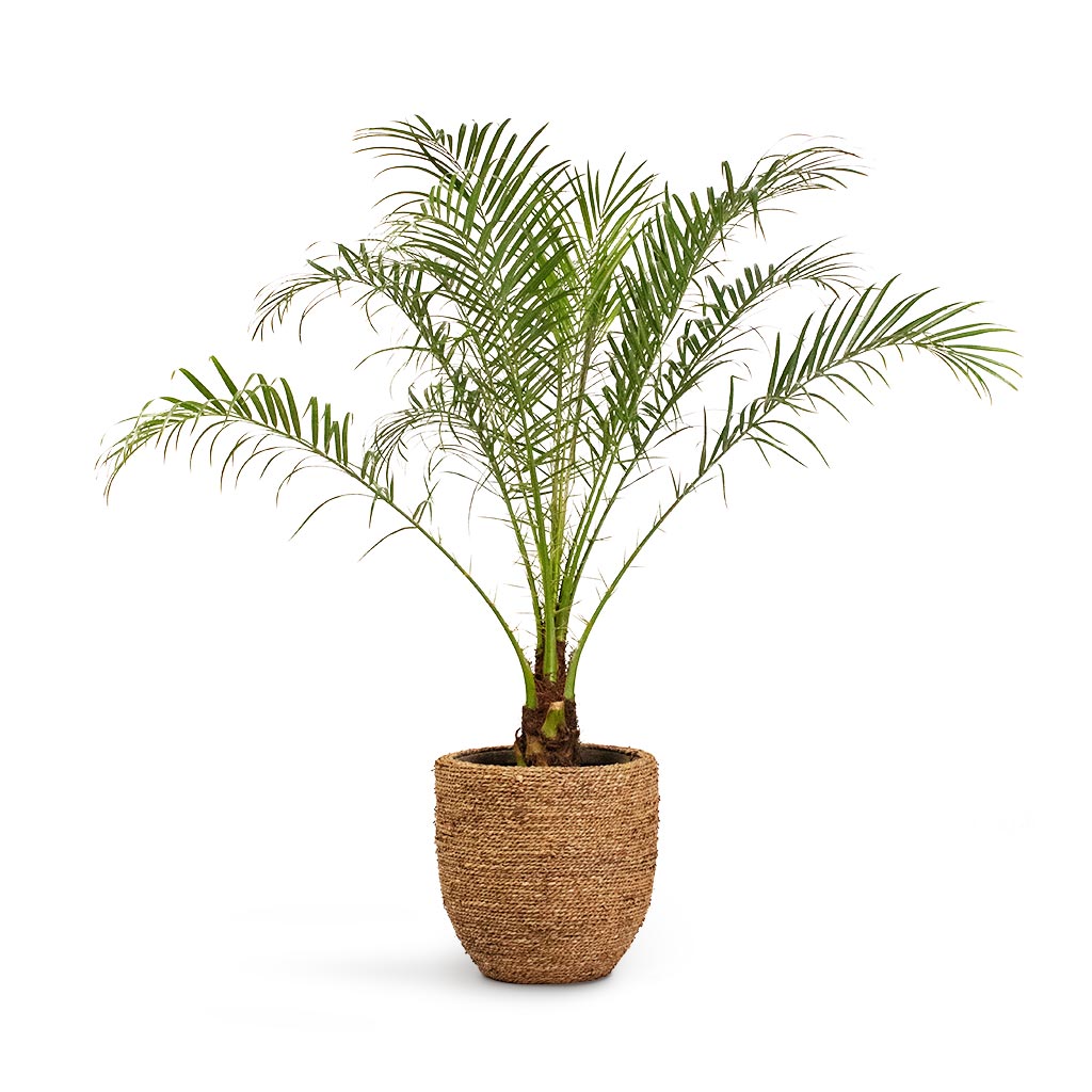Phoenix roebelenii Pygmy Date Palm & Cody Plant Pot Straw Grass