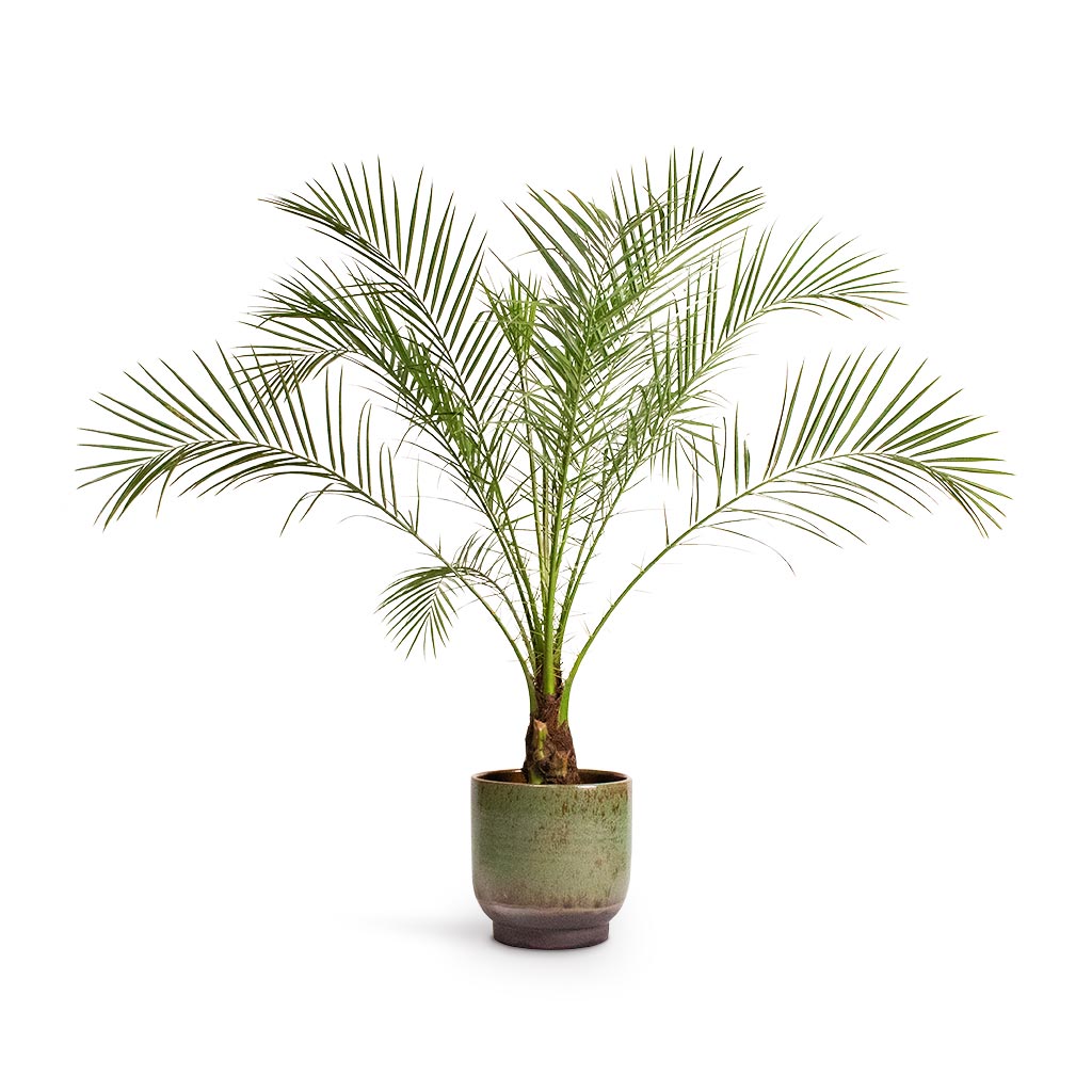 Phoenix roebelenii Pygmy Date Palm & Linn Plant Pot Deep Green