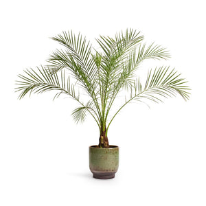 Phoenix roebelenii Pygmy Date Palm & Linn Plant Pot Deep Green