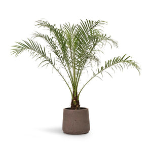 Phoenix roebelenii Pygmy Date Palm & Patt Plant Pot Ash Brown
