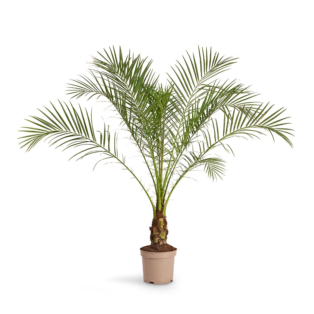 Phoenix roebelenii - Pygmy Date Palm