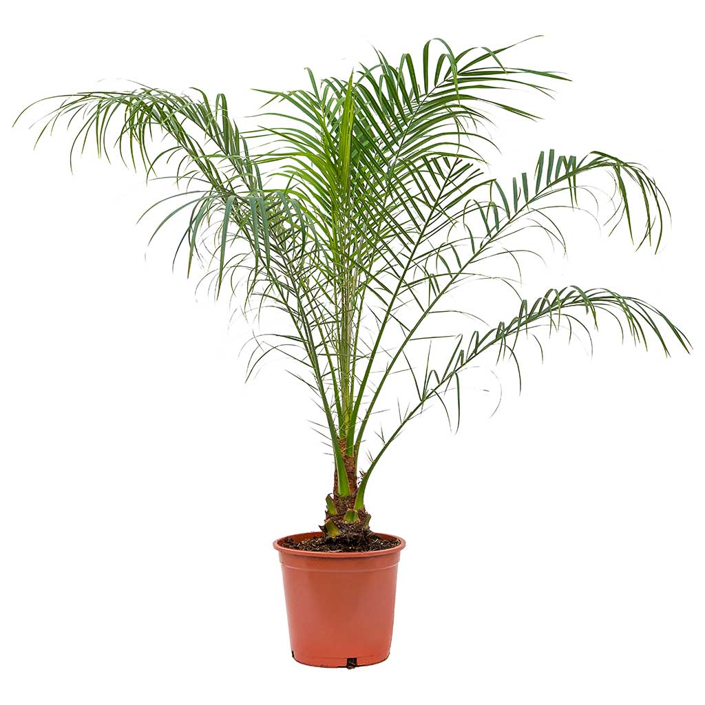 Dwarf date palm cats best sale