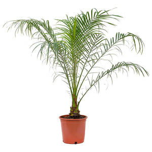 Phoenix-roebelenii - Pygmy Date Palm