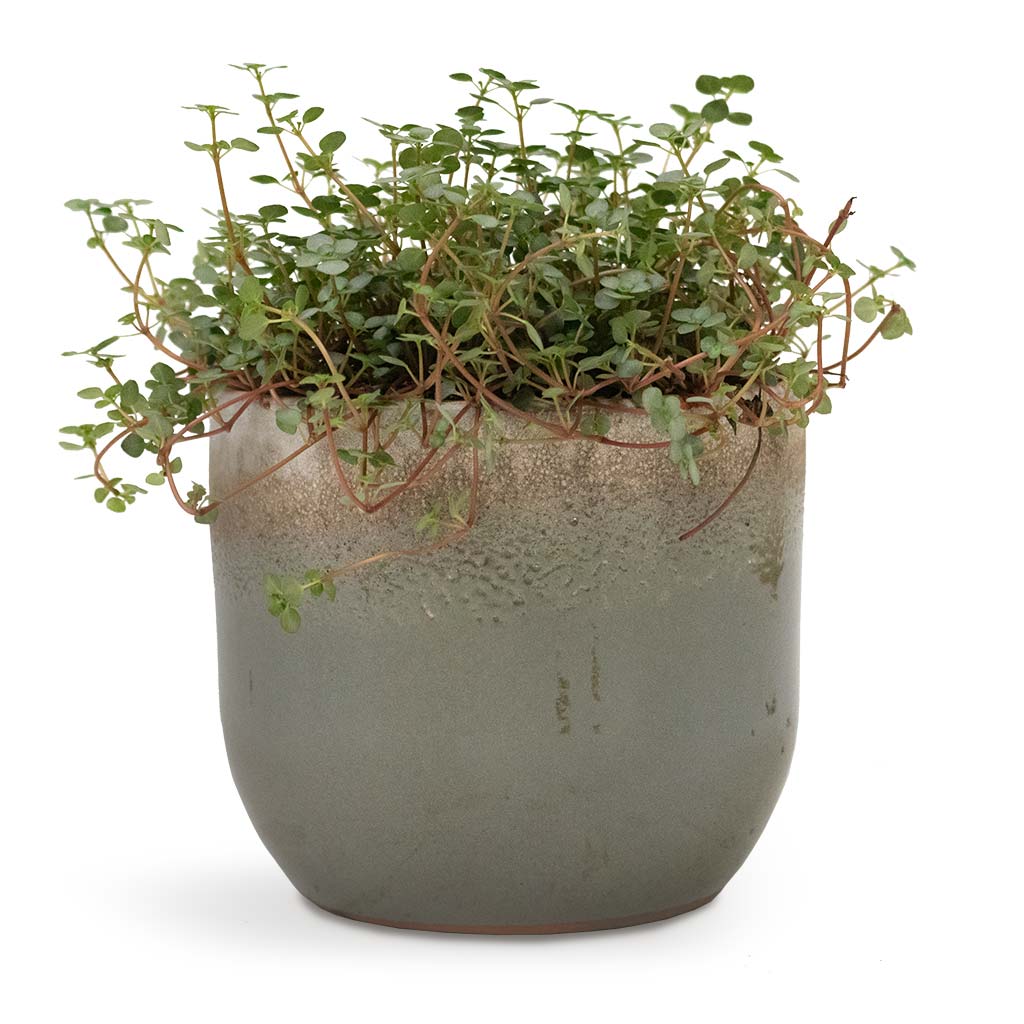 Tarra Plant Pot - Forest & Pilea glaucophylla Greyzy - Silver Sparkles